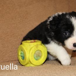 Cruela De Vil - Black female Border Collie puppy in Crawfordsville, Indiana from Rescued Dreams Border Collies