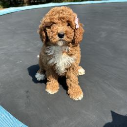Victoria - Red  female Goldendoodle puppy in Mint Hill, North Carolina from DoodleForever