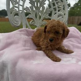 Prince - Apricot female Poodle puppy in Apex, North Carolina from Happy puppies