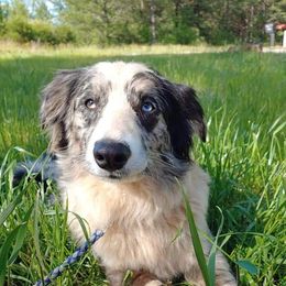 Tilly - Australian Shepherd