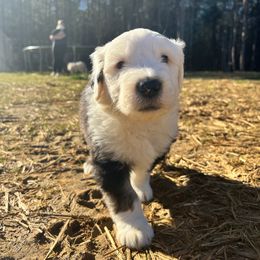 Old English Sheepdog Puppies from Walnut Ridge Farms OES