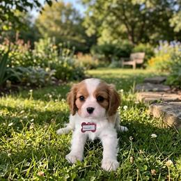 Maxwell - Blenheim male Cavalier King Charles Spaniel puppy in Pennsylvania from Julie's Cavalier King Charles Spaniels