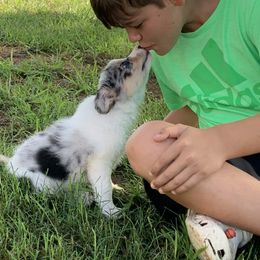 Dino - Border Collie puppy in Jonesboro, Arkansas from Hampton Border Collies