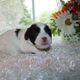 Australian Labradoodle Puppies from Windsor Creek Labradoodles