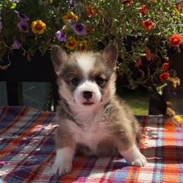 Patsy - Sable female Pembroke Welsh Corgi puppy in Battle Ground, Washington from Westbrooke Kennels