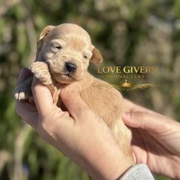 AKC WHEATEN FEMALE - Wheaten female Miniature Schnauzer puppy in Lake Placid, Florida from Love Giver Schnauzers