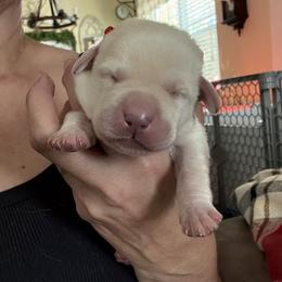 Red collar - Yellow male Labrador Retriever puppy in Callahan, Florida from Black Bell Labrador Retrievers