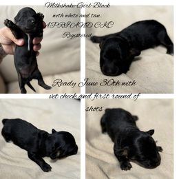 Dachshund Puppies from Gest House Puppies