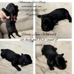Dachshund Puppies from Gest House Puppies