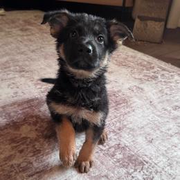 Galactic - Bi-color female German Shepherd puppy in Beryl, Utah from Von Den Mächtigen Kennels