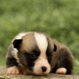 Dash - Sable male Pembroke Welsh Corgi puppy in Narvon, Pennsylvania from Corgi Companions