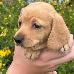Winnie (Girl 3) - Red female Dachshund puppy in Corona, California from M & M Doxies