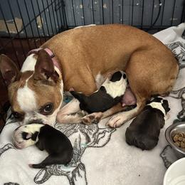 Everest - Boston Terrier