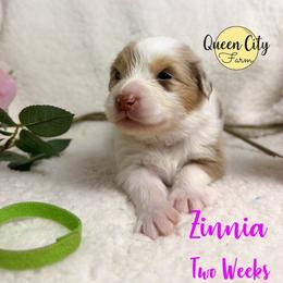 Zinnia - Red merle female Australian Shepherd puppy in Falmouth, Kentucky from Queen City Farm