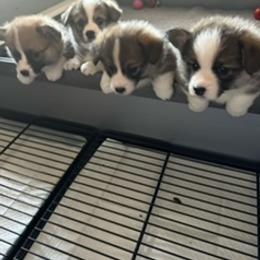 Pembroke Welsh Corgi Puppies from Emerald Corgis