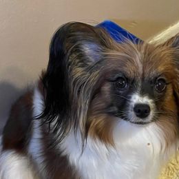 Candy - Papillon