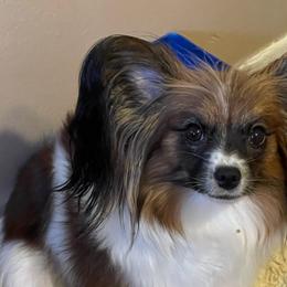 Candy - Papillon