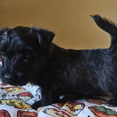 Red - Scottish Terrier puppy from Hometown Scotties