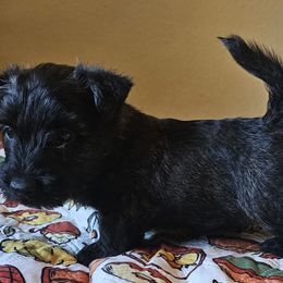 Red - Scottish Terrier puppy from Hometown Scotties