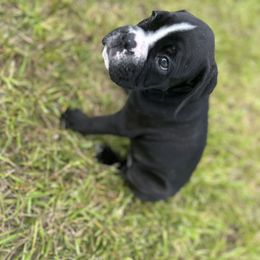 Boxer Puppies from A&B Euro Boxers, LLC