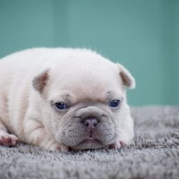 French Bulldog Puppies from ImAgem Frenchies