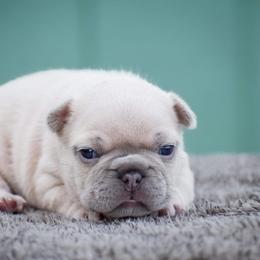 French Bulldog Puppies from ImAgem Frenchies