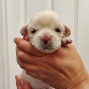 Tibetan Spaniel Puppies from Jewel Acres