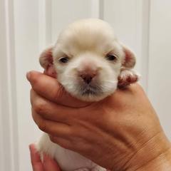Tibetan Spaniel Puppies from Jewel Acres
