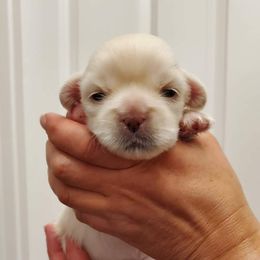 Tibetan Spaniel Puppies from Jewel Acres