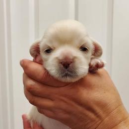 Tibetan Spaniel Puppies from Jewel Acres
