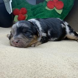 Cavapoo Puppies from Woodland poodles and Cavapoos