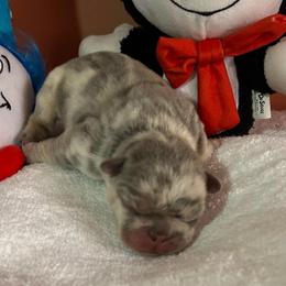 Morning - Blue female French Bulldog puppy in Peru, Indiana from Angies Little Bostons And Frenchies