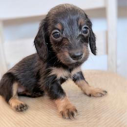 Tiny Betsy - Black and tan female Dachshund puppy in Richmond, Virginia from Irresistible Dachshunds & Cavaliers