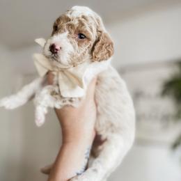 Fireside - Apricot male Goldendoodle puppy in Hopkins County, Texas from Boutique Doodles