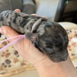 Frosty - Black white and tan female Cockapoo puppy in Adrian, Oregon from ApplebyFarm