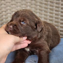 Honey (green) - Brown female Newfoundland puppy in Bernville, Pennsylvania from Mufasa's Pride (Newfoundland breeder)