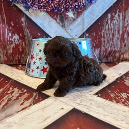 Kayce - Chocolate male Shih Tzu puppy in Success, Missouri from Sweet Success