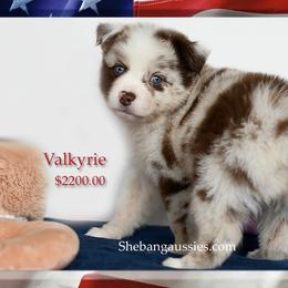 Valkyrie - Red merle female Miniature Australian Shepherd puppy in Ellsinore, Missouri from Shebang Aussies
