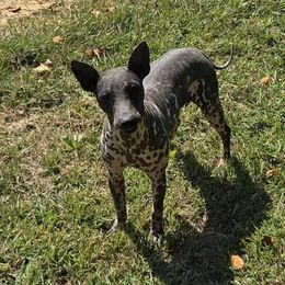 Mars - Black tan and white male American Hairless Terrier puppy in Alabama from Flipside Dogs