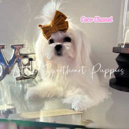 Coco - Maltese