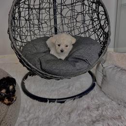 Morkie Puppies from Smart Farms