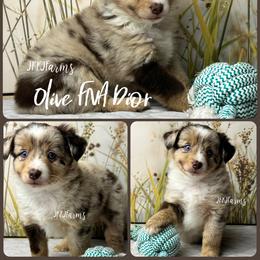 (6) Dior, RMF - Red merle female Miniature American Shepherd puppy in Huntington, Texas from JKKJ Farms, LLC