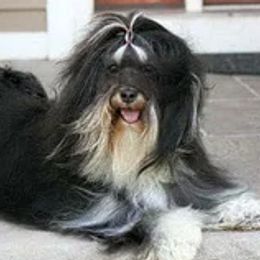 Havanese from Wyndward Havanese