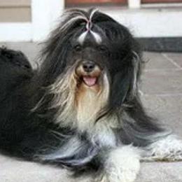 Havanese from Wyndward Havanese