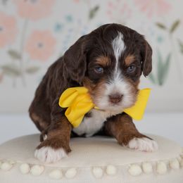 Yellow Boy - Australian Labradoodle puppy from Rose Cottage Labradoodles