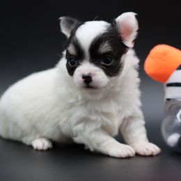 Audrey - Black and white female Chihuahua puppy in Tulsa, Oklahoma from H-3 Chihuahuas