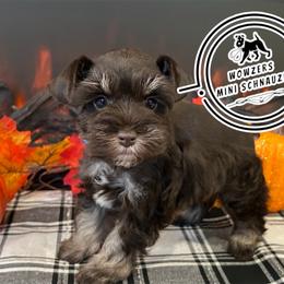 Blue Collar - Liver male Miniature Schnauzer puppy in Conroe, Texas from Wowzers Mini Schnauzers