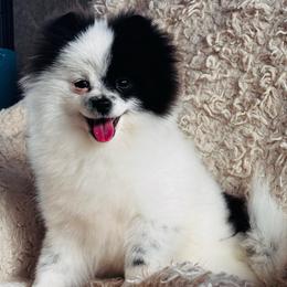 Oreo - Black parti male Pomeranian puppy in Harrisonville, Missouri from Cindy's Pomeranians