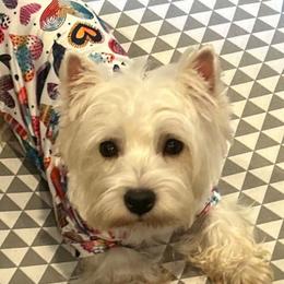 Maddie - West Highland White Terrier