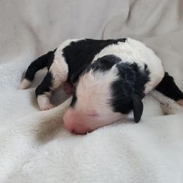 Gus - Black and white male Sheepadoodle puppy in Bellevue, Iowa from Fluffy Wonders Poms and Doodles